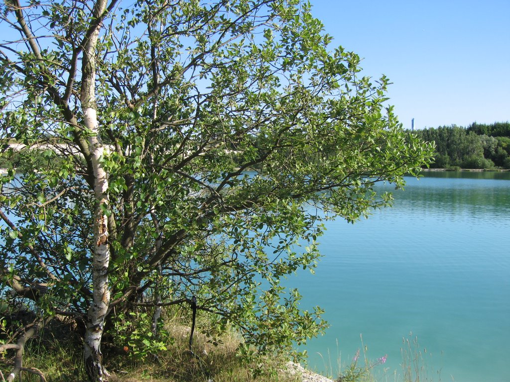 Tree at Lake Karlstrup by Sonja Mogensen