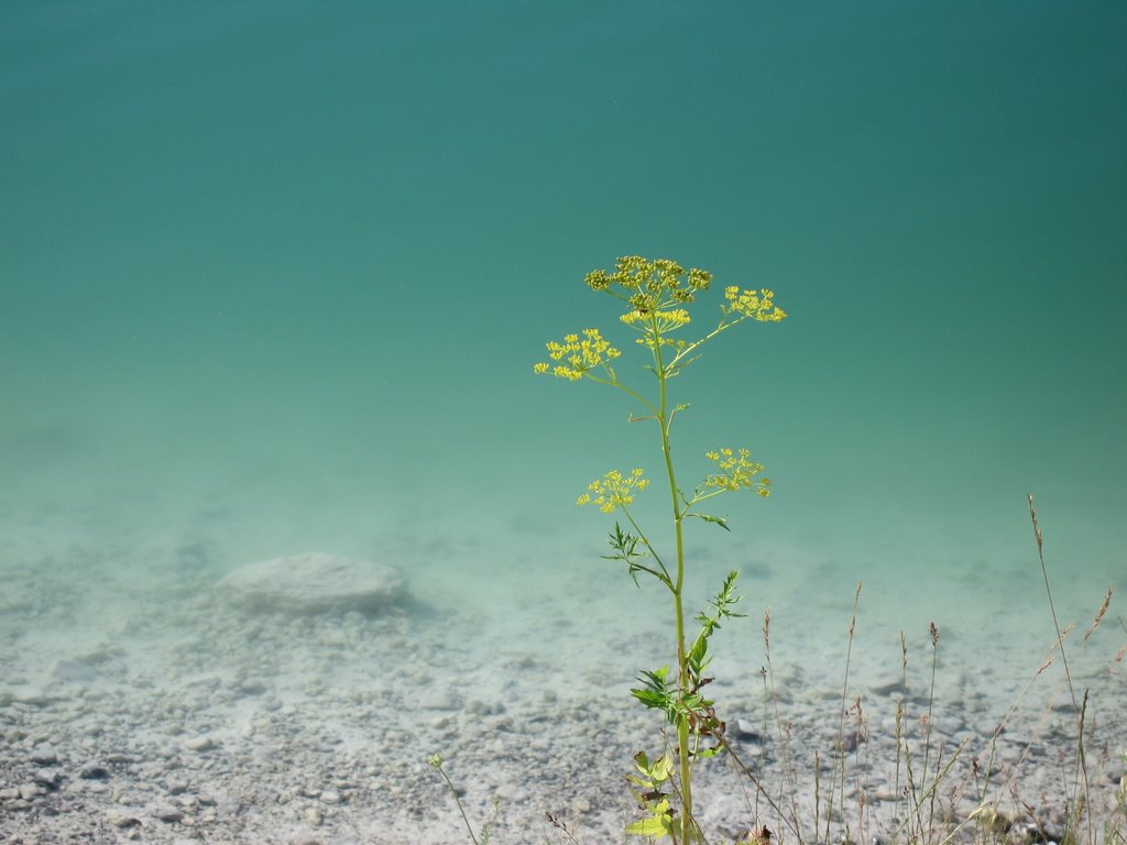 Yellow flower at Lake Karlstrup by Sonja Mogensen