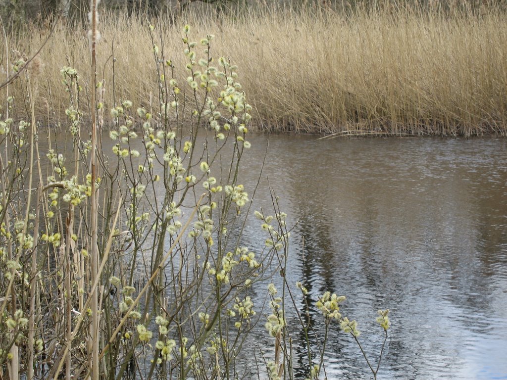 Early signs of spring by Sonja Mogensen