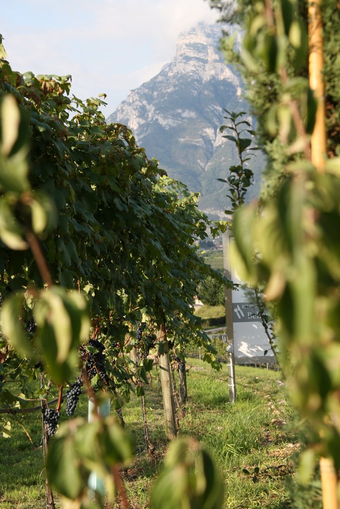 San Michele all'Adige by Killerwurm