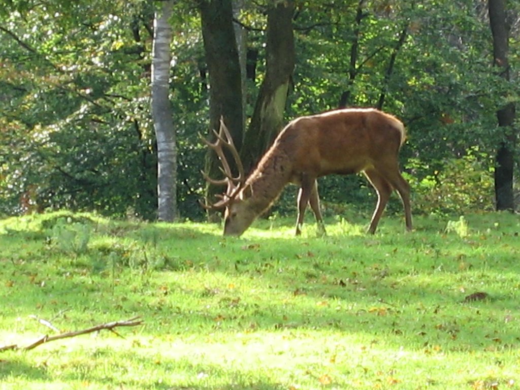 Parc animalier St Laurent : Cerf by ardenne