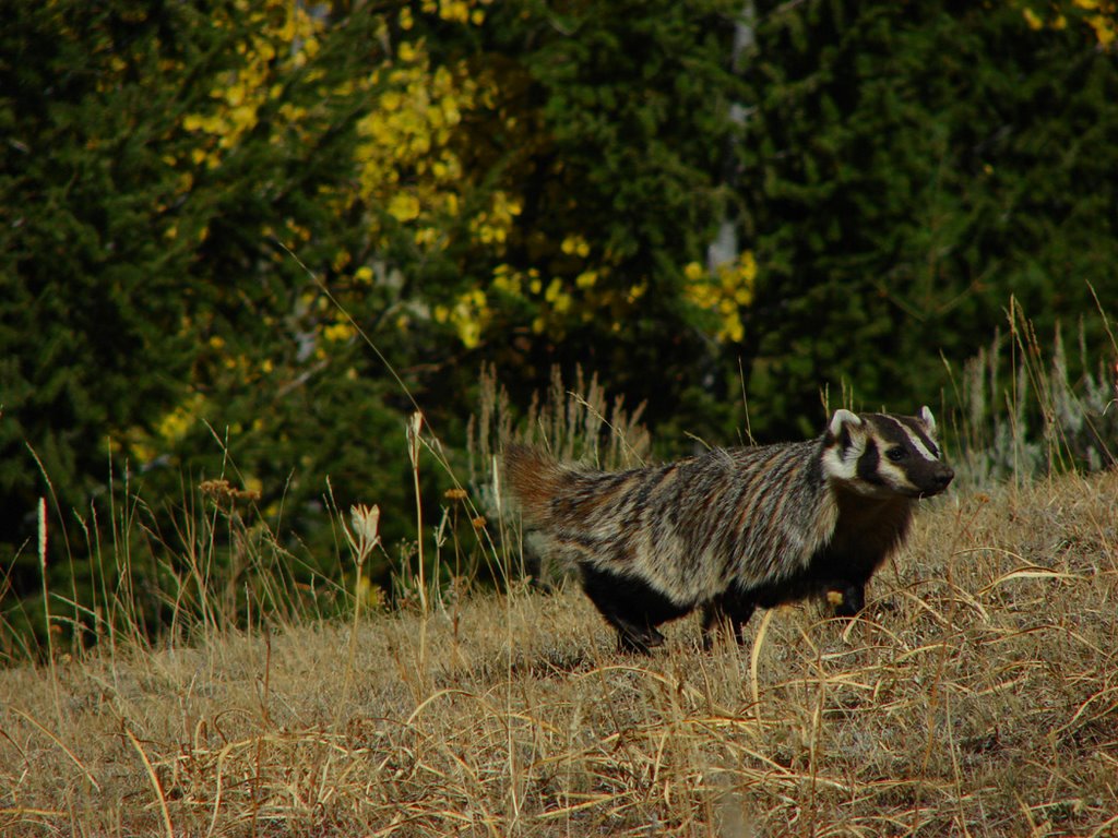 North American Badger - Taxidea taxus (Mustelidae) by walkaboutwest