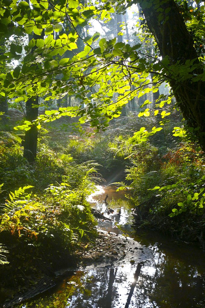 {©RH} kleiner Bach im Wald by Reinhard H.