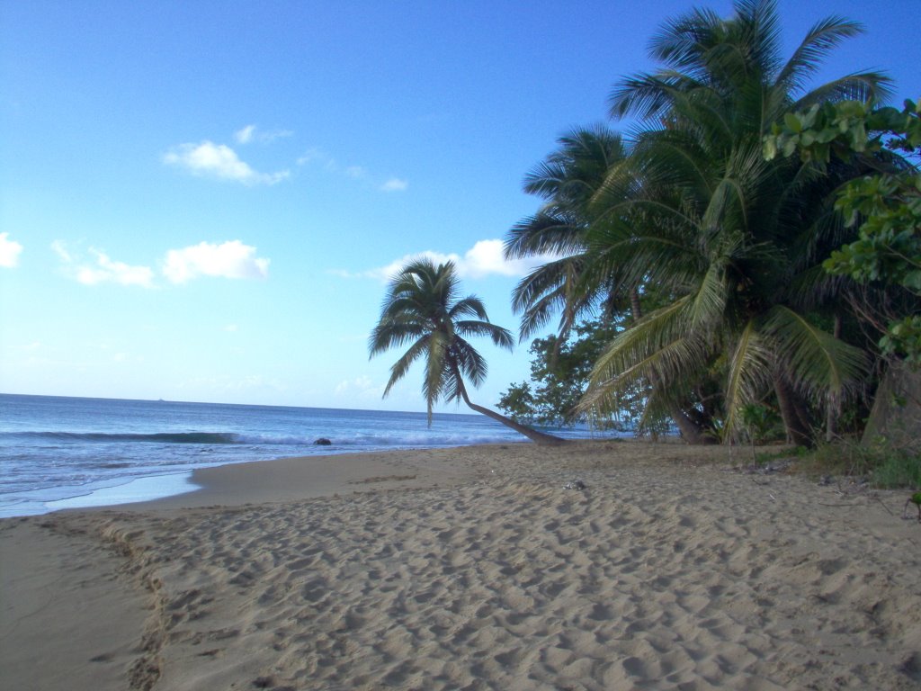 leaning palm tree near Aguada,Puerto Rico by Manuel Santiago