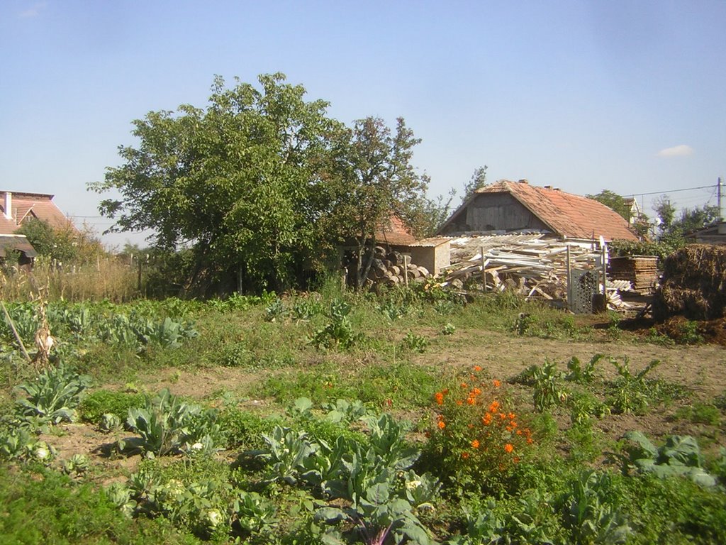 Vetis, Romania by ecam