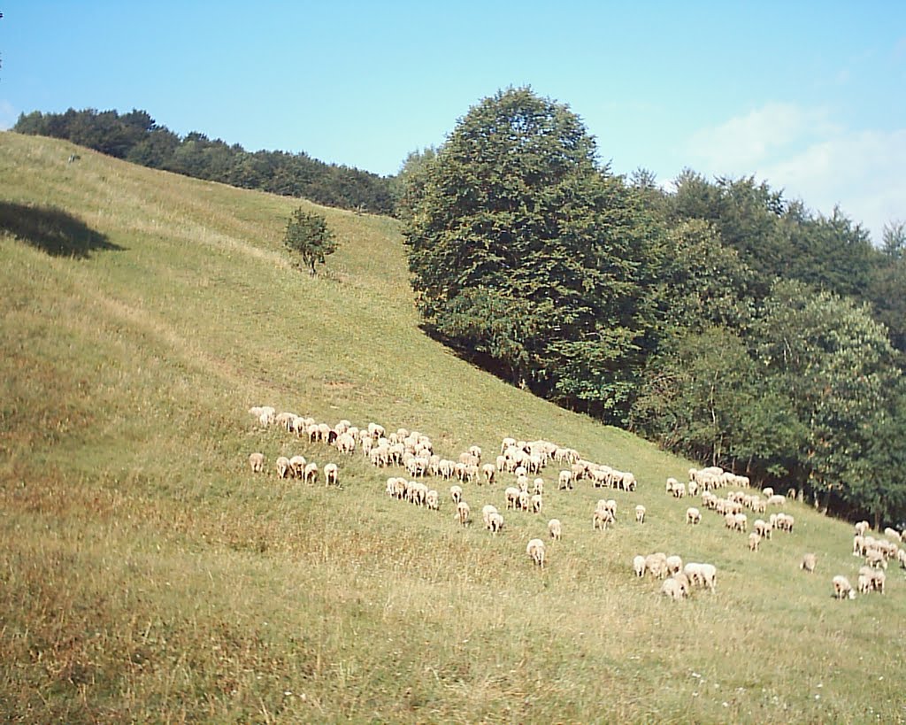 PIANI ERNA: L'ultimo gregge by Giancarlo Pozzi