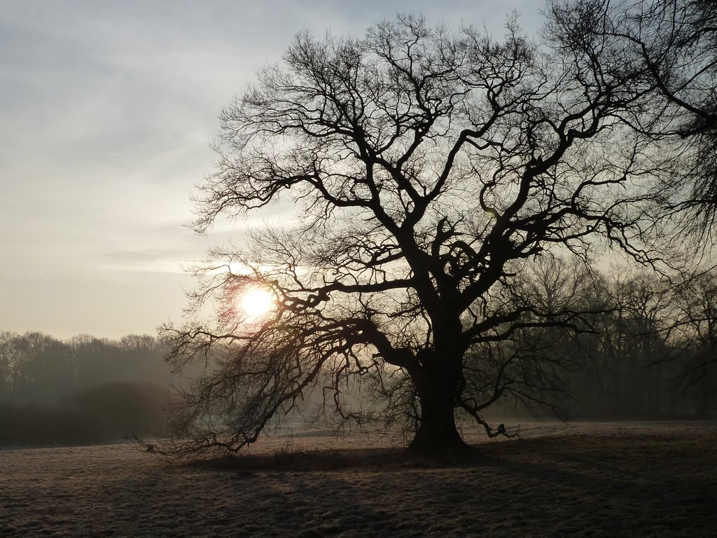 Solitäreiche am Frühlingsmorgen by S. Praetorius