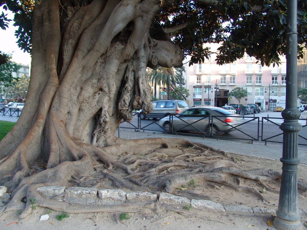 Valencia, Jardines de la Glorieta, tronc et racines d'un ficus géant by gordet