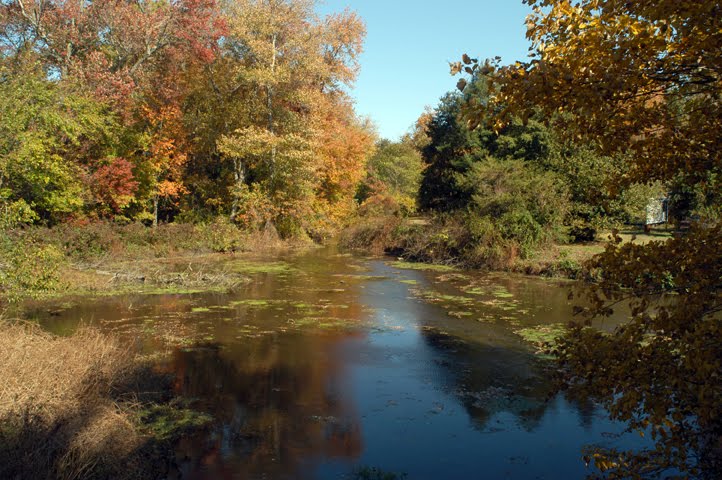 Maurice River, Mill Branch At Rt. 40 by hoganphoto