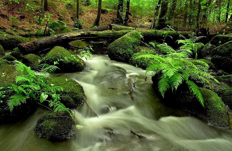 Ferns at the brook by © alfredschaffer