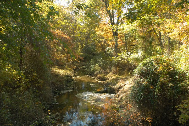 Maurice River, Mill Branch Above Rt.40 by hoganphoto