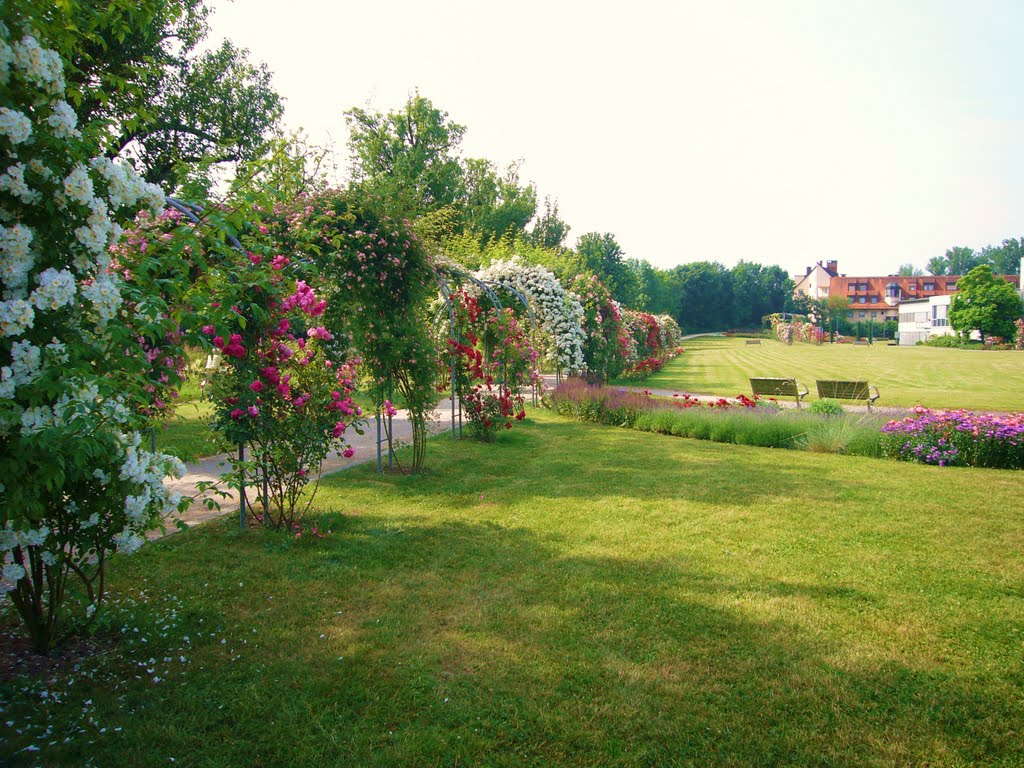 Rosengarten am Klinikum by jaosta