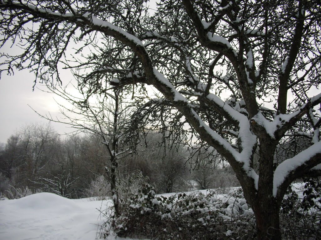 Am Absinkweiher im Januar 11 by FeliX