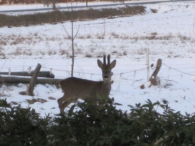 Besuch am frühen Morgen by ninodel