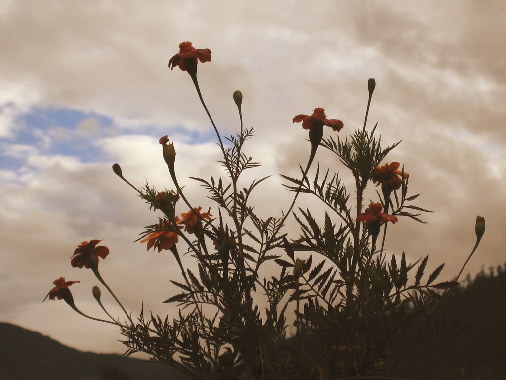 Flowers at kalpa, in the evening by ardenne