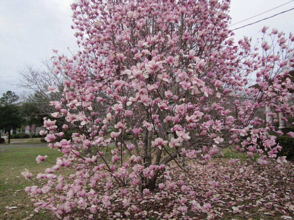 A Japanese Magnolia tree in Full Bloom! by Sarah O