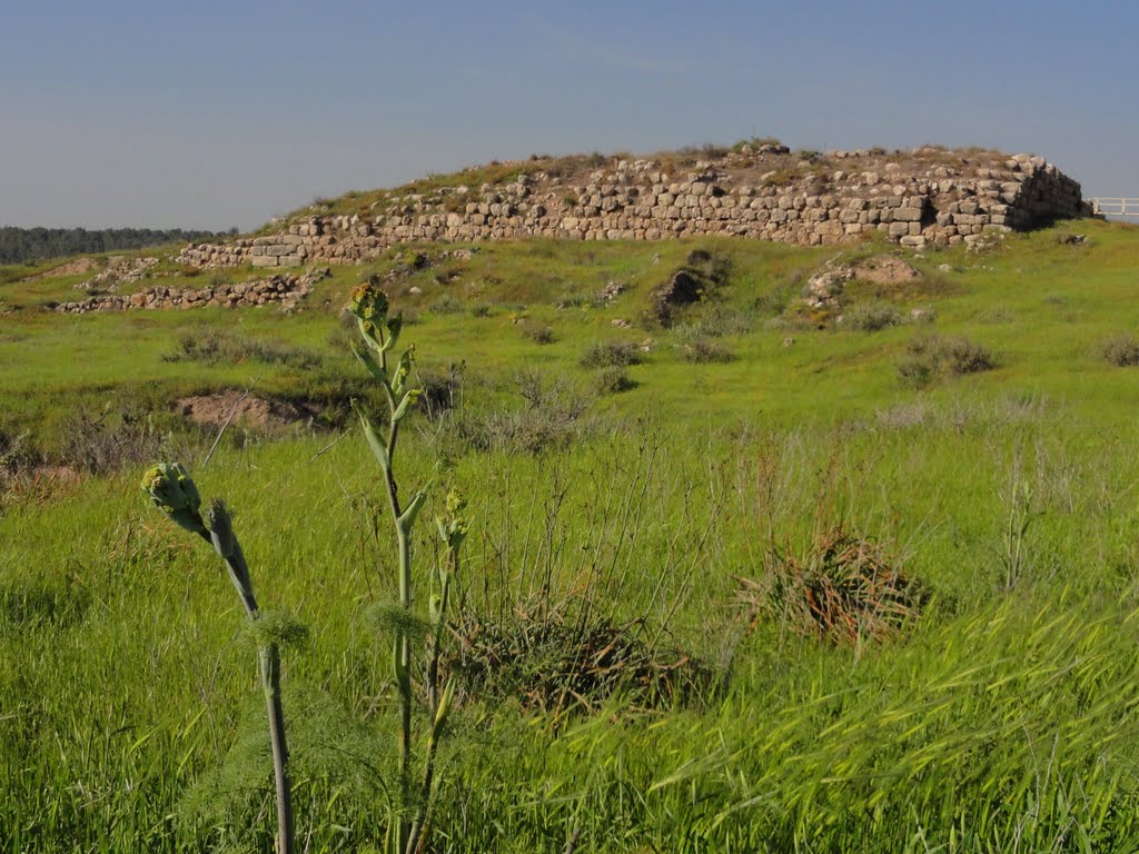 Tel Lachish by Mujaddara