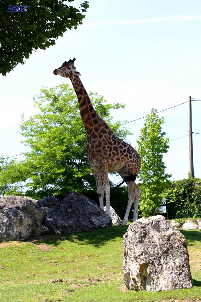 UNE GIRAFE by ToNY.DC