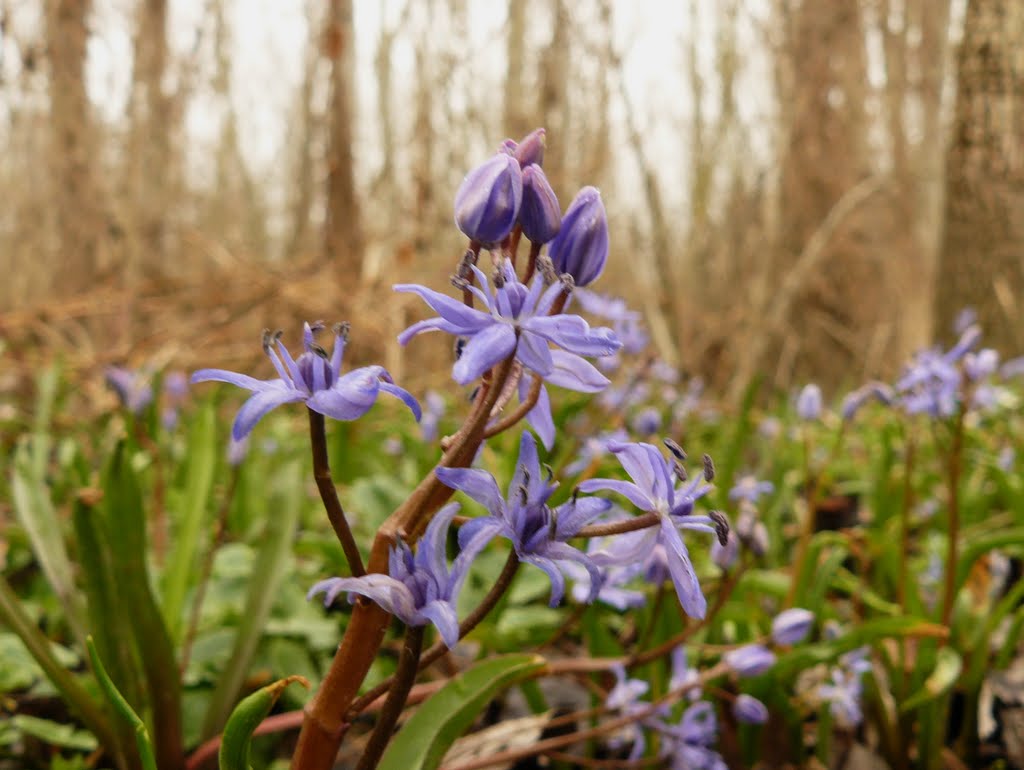 Ligeti csillagvirág / Scilla vindobonensis by Bozor Magdi