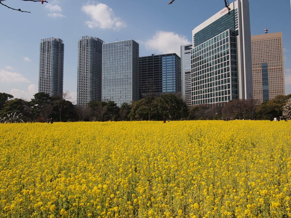 Rape blossoms@Hamarikyu Garden,Mar 9 2011 油菜花@濱離宮庭園、２０１１年３月９号　菜の花＠浜離宮庭園、２０１１年３月９日 by butch24h