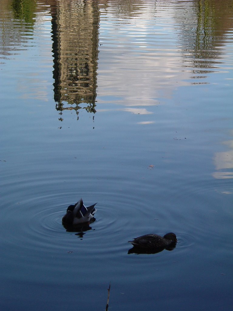 Lymm Dam by M.Sh