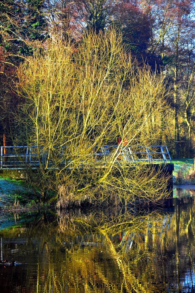 The Balance Pond by DAVID ROBINS