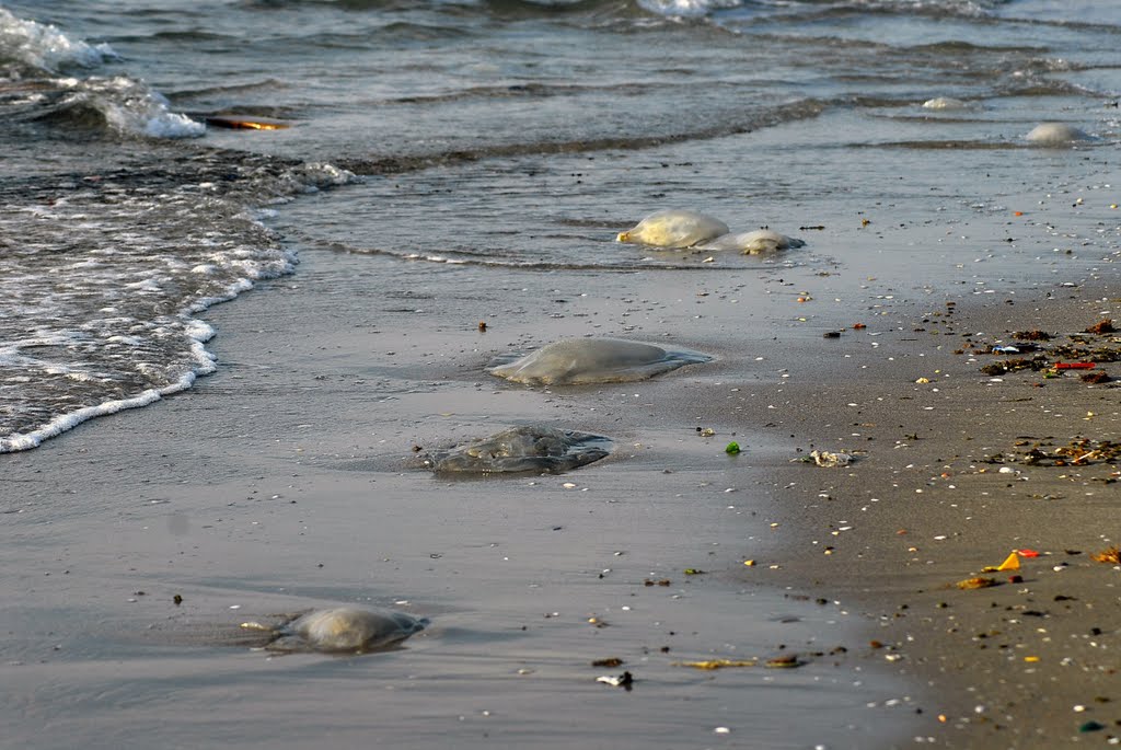 Март. Берег медуз..... March. Jellyfish Beach... by nadiakushnir