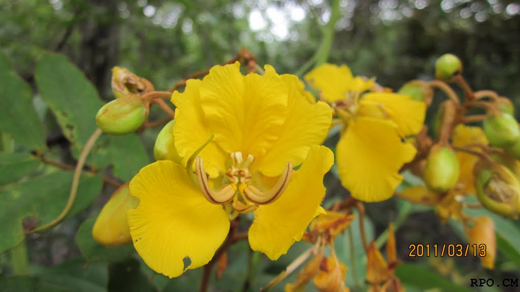 Flor by Roberto_cm