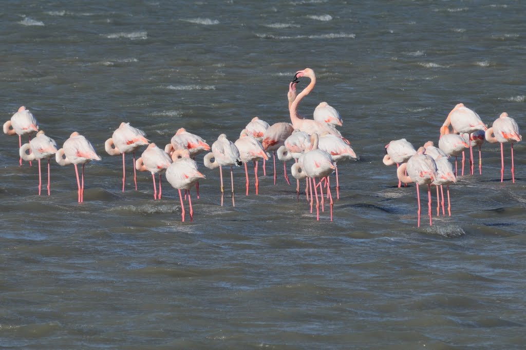 Flamingos, Etang d'Ingril, F by roland.fr