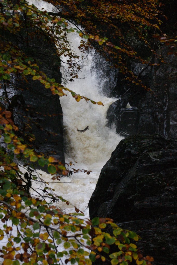 Salmon Leaping at The Hermitage (Oct 2006) by Brian Bentham