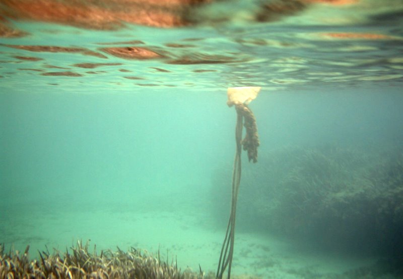 A deadly jellyfish? by Pete Hill