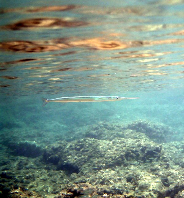 Pipe fish, La Azohia by Pete Hill