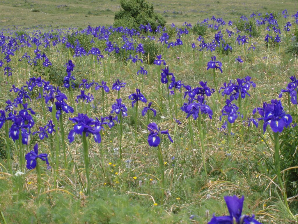 GR11-Wild flowers by Toni Guasch