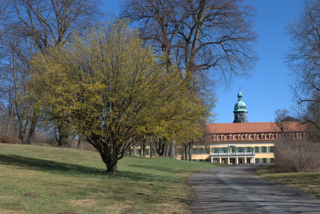 Kornelkirsche Sondershausen by G_Weber