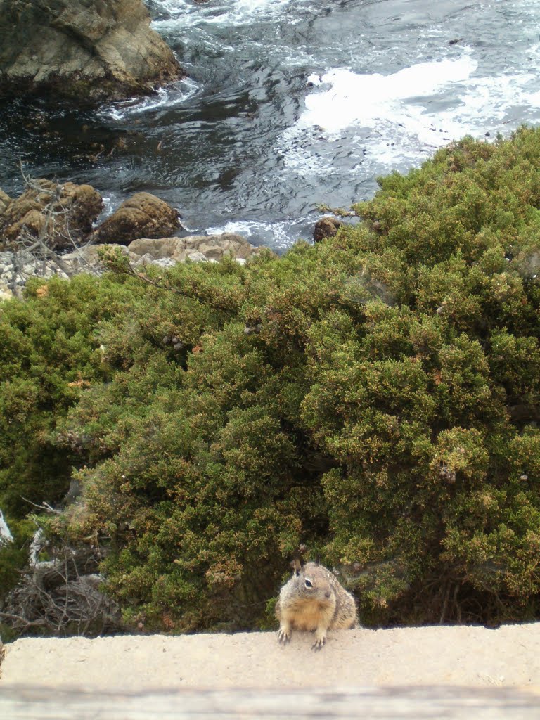 California - Monterey - 17 Mile Drive - Scoiattoli by Maurizio Giove