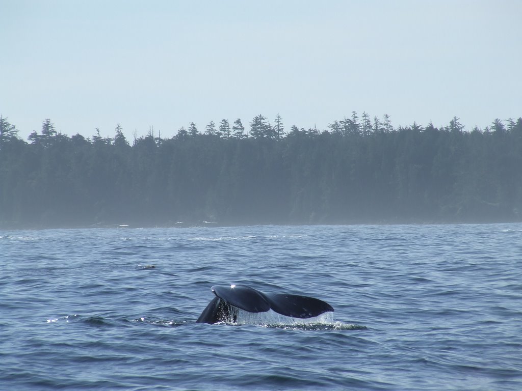 Grey Whale by rjimwhite