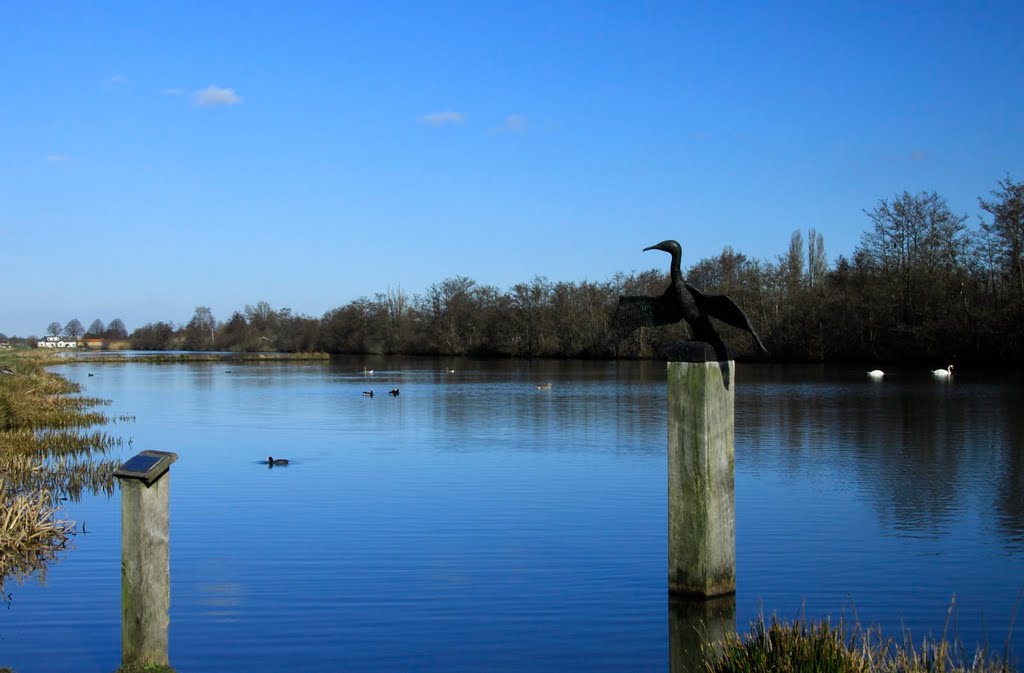 Ode aan de beste visser, gezien bij de Maarsseveense Plassen by watersnip