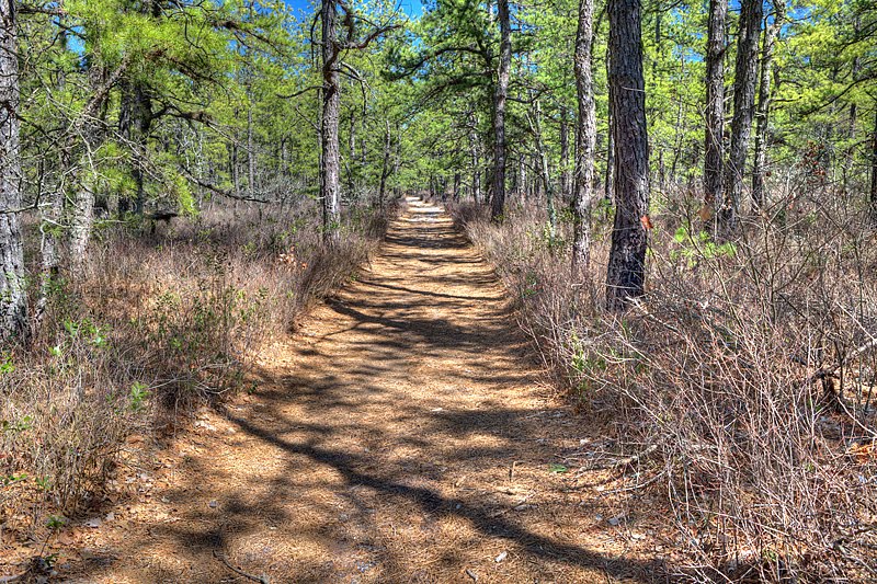 Batona Trail in Wharton State Forest by Bob Engelbart