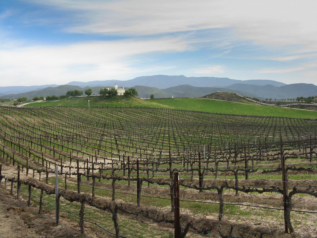 Leonesse Cellers Vinyard by Gerald C. Vogel