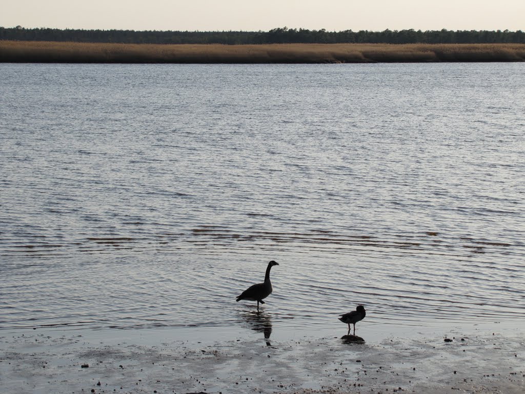 Canada Goose & Mallard at Mullica River by Chris Sanfino