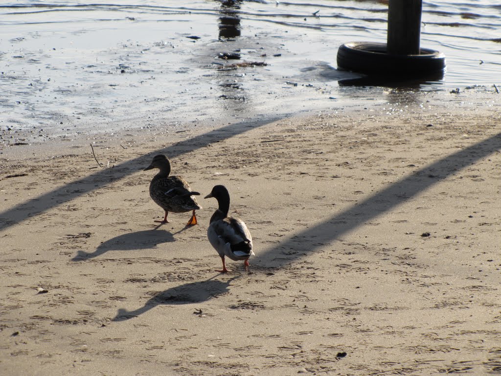 Mallards at Mullica River by Chris Sanfino