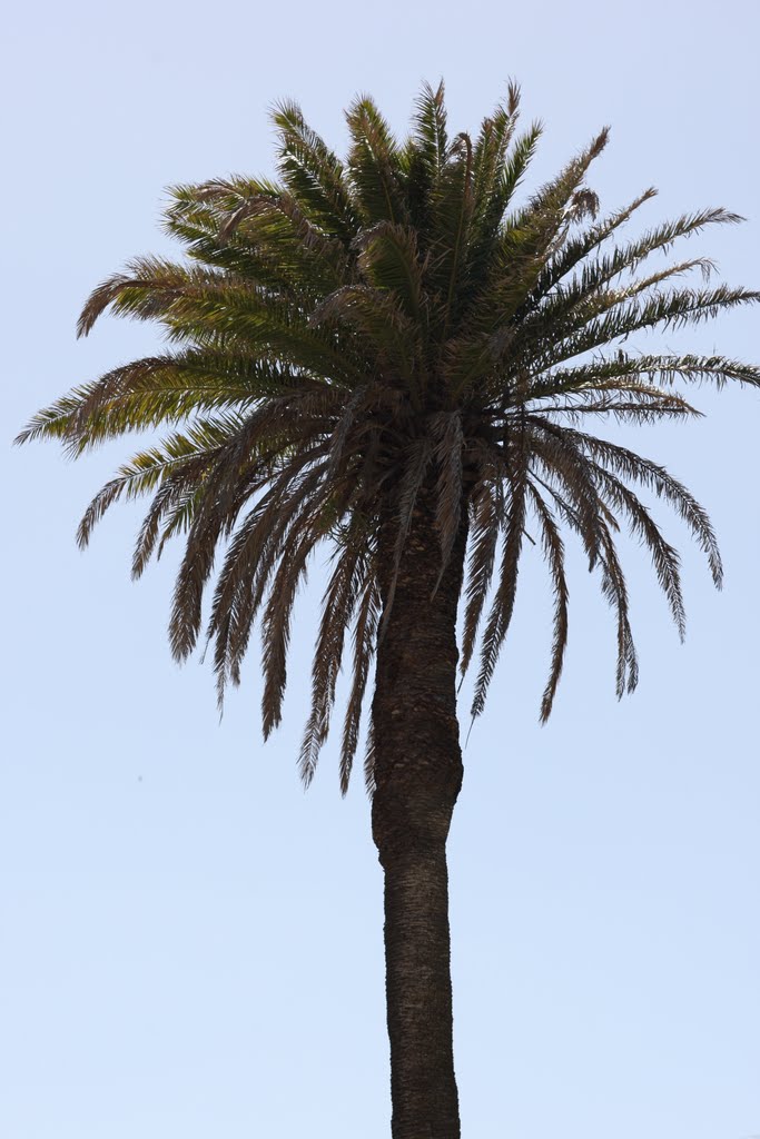 Phoenix canariensis by afrocan