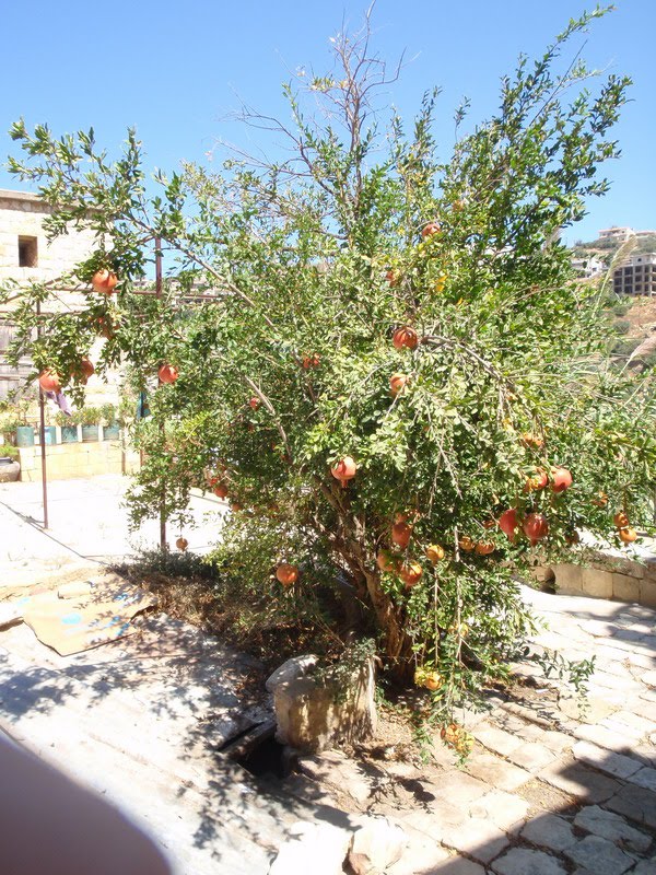 Grenadine tree :) by Bluescape