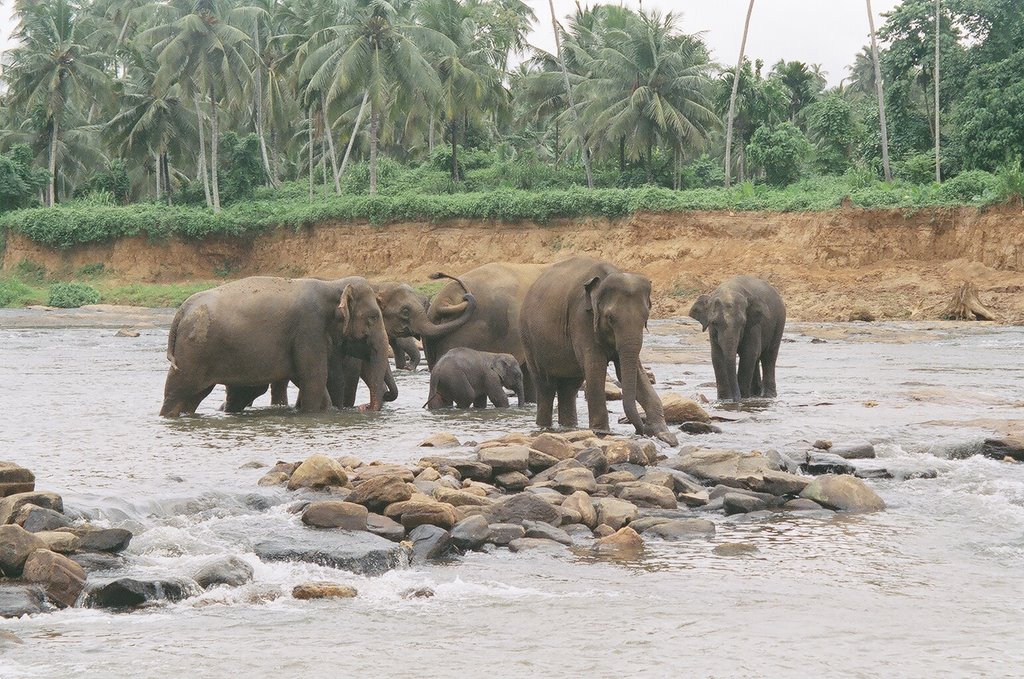 Pinnawala, Sri Lanka by Kushantha Dharmadasa