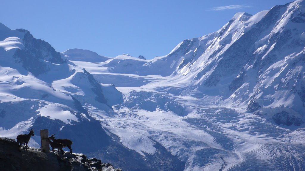 Blick vom Gornergrat by P.Beck