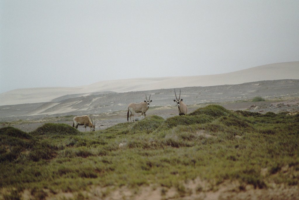 Oryxantilopen an der Skelettküste by Klaus Valpertz