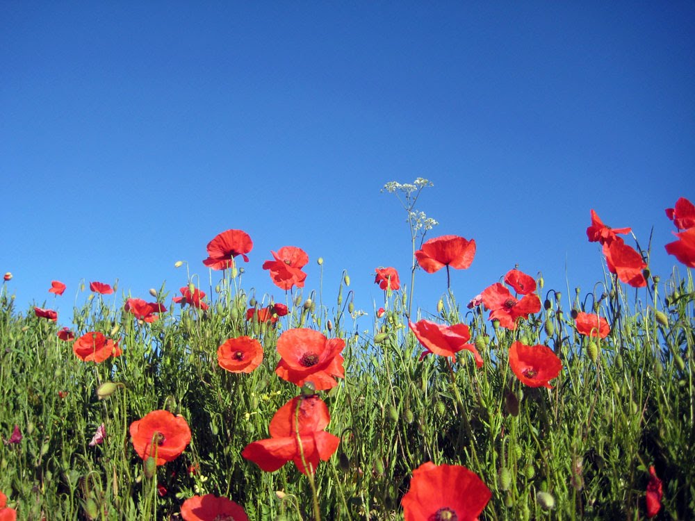 Martham Poppies by janaruzena