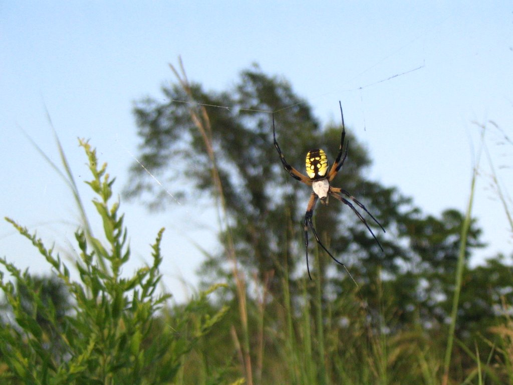 Argiope aurantia in the prairie by Blake Mayberry