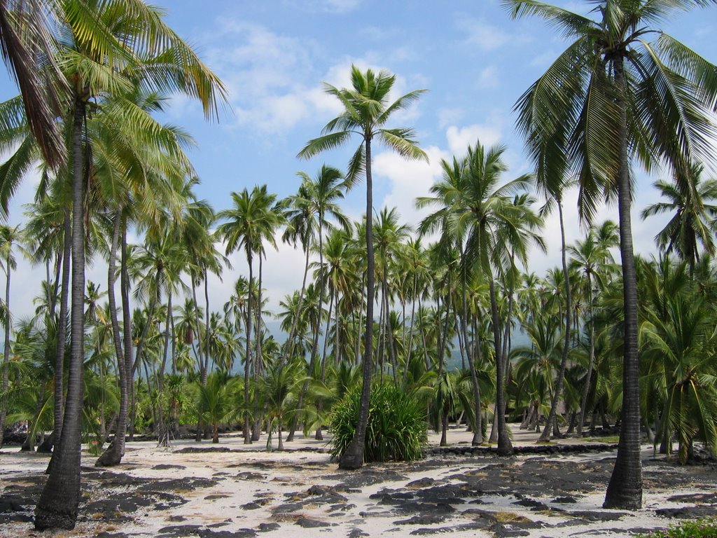 National Historic Park Pu'uhonua o Honaunau, Hawaii Island by Martin Zustak