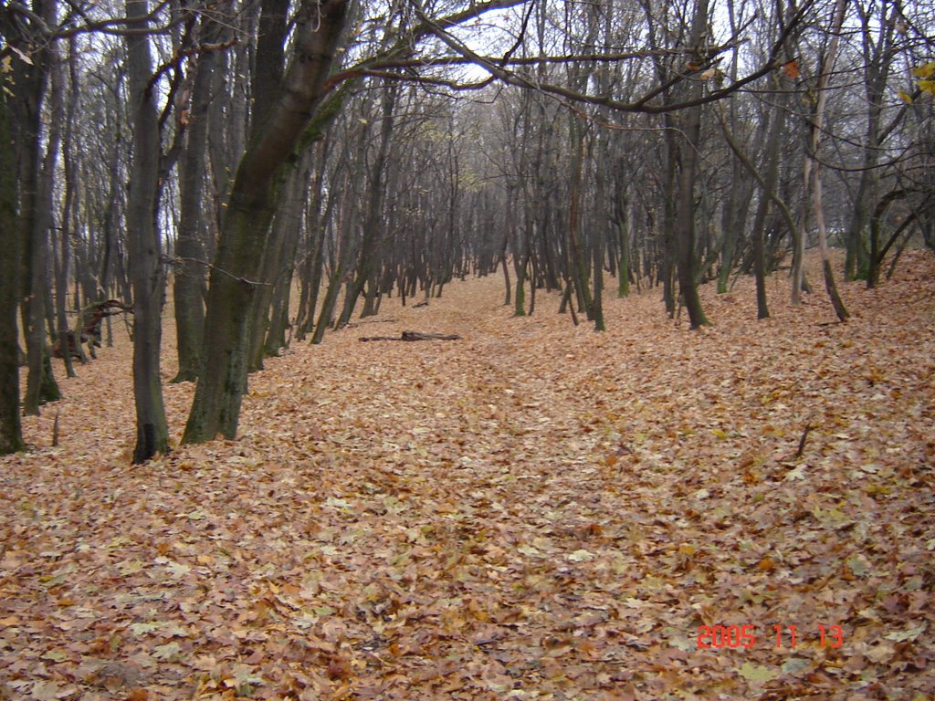 Holosiivs'kyi district, Kiev, Ukraine by Vladimir1970